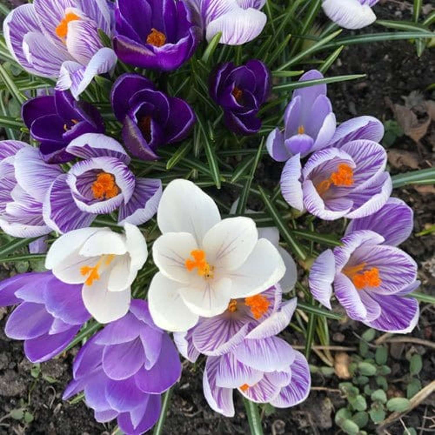 Krokusblanding 'Blue Sky'
